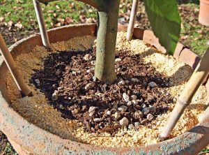 Concime biologico lupini macinati 750gr-3852