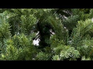 Xone albero di natale Sherwood H180cm-4334